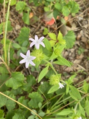 Richardia grandiflora