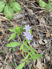 Richardia grandiflora