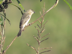 Sporophila pileata