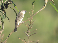 Sporophila pileata