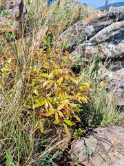 Ochna confusa