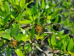 Cephalanthus natalensis