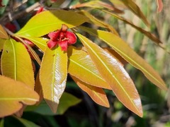 Ochna confusa