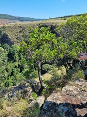 Cephalanthus natalensis