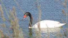 Cygnus melancoryphus
