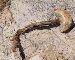 Battarreoides diguetii