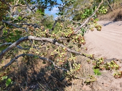 Curatella americana