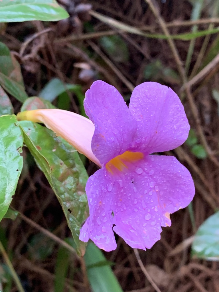 Amphilophium scabriusculum