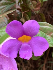 Amphilophium scabriusculum