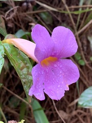 Amphilophium scabriusculum