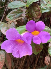 Amphilophium scabriusculum