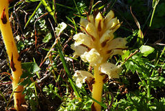 Orobanche iammonensis