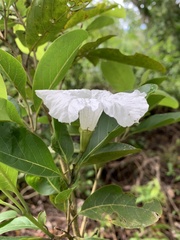 Cordia aberrans