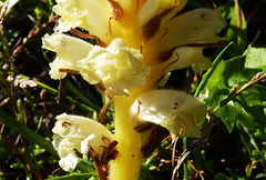 Orobanche iammonensis