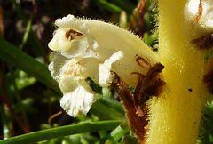 Orobanche iammonensis