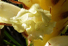 Orobanche iammonensis