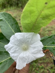 Cordia aberrans