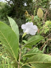 Cordia aberrans
