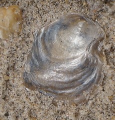 Anomia simplex image