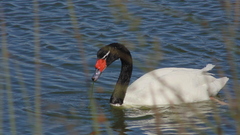 Cygnus melancoryphus