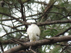 Accipiter striatus chionogaster