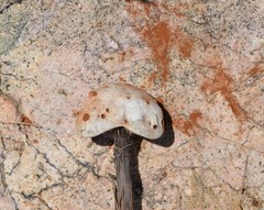 Battarreoides diguetii