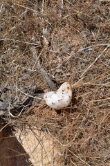 Battarreoides diguetii