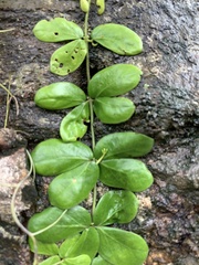 Amphilophium bauhinioides