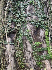 Amphilophium bauhinioides