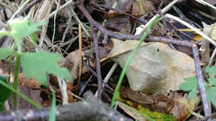 Macrotyphula fistulosa