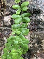 Amphilophium bauhinioides