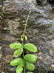 Amphilophium bauhinioides