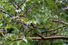 Bursera simaruba image