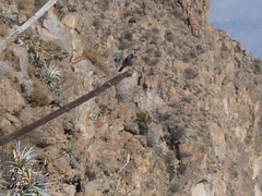 Ochthoeca leucophrys