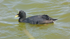 Fulica armillata