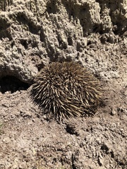 Tachyglossus aculeatus multiaculeatus