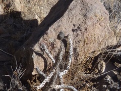 Cnemarchus rufipennis