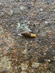 Bothriembryon tasmanicus