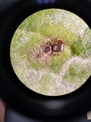 Cladosporium cladosporioides