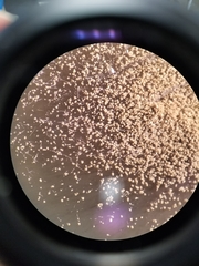 Cladosporium cladosporioides