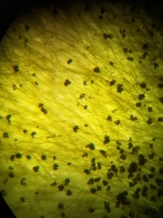 Cladosporium cladosporioides