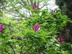Magnolia liliiflora