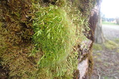 Leptostomum inclinans