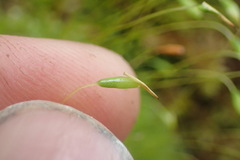 Leptostomum inclinans