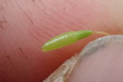 Leptostomum inclinans