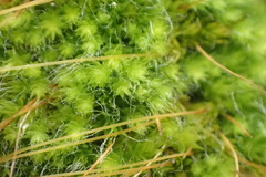 Leptostomum inclinans