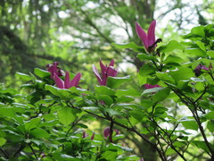 Magnolia liliiflora