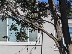 Aphelocoma californica