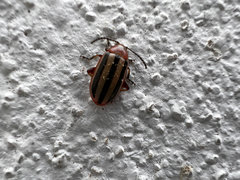 Disonycha leptolineata
