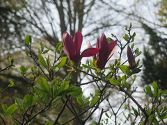 Magnolia liliiflora